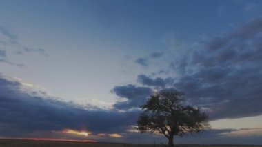 Gün batımında kırsal kesimdeki çıplak ağaçların üzerindeki kara bulutların zamanlanmış görüntüleri, Hortobagy Ulusal Parkı, Macaristan
