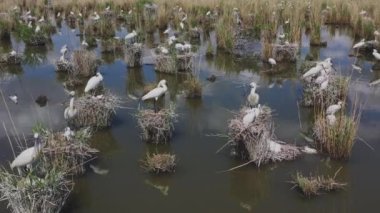 Avrasya Spoonbill Platalea Leucorodia Kolonisi, Hortobagy Ulusal Parkı, Koruma Alanı