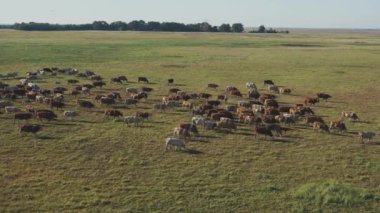 Macaristan, Ulusal Park 'ta Kahverengi ve Beyaz İneklerin Hava Görüntüsü