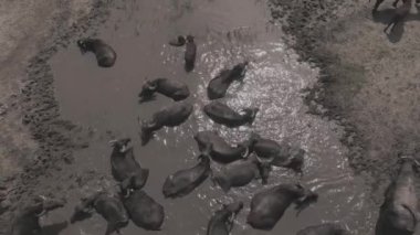 Aerial View, Herd of Water Buffalo (Bubalus bubalis) Macaristan, Nehirde