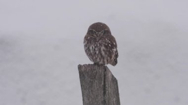 Küçük baykuş (Athene Noctua) kışın bir ağaç dalında oturuyor.