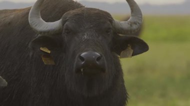 Water Buffalo, Bubalus Bubalis, Yaklaşın, Slow Motion Image