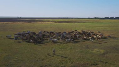 Herd Of Cattle Grazing, Aerial view, Hortobagy National Park, Hungary