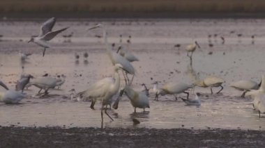 Spoonbill (Platalea lucorodia) başını ve gagasını suda hareket ettirerek yiyecek ve yavaş çekim görüntüsü arar.