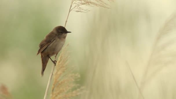 Savi Warbler Een Zingende Vogel Reed Locustella Luscinioides — Stockvideo
