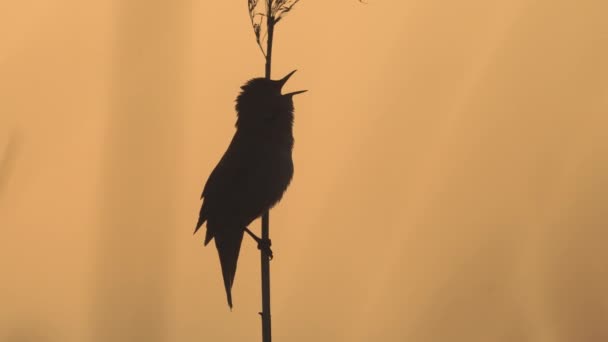 サヴィのウォルブラー リードで歌う鳥 Locustella Luscinioides — ストック動画