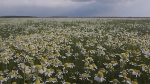 Fly Field White Romomile Flowers Slow Motion — стоковое видео