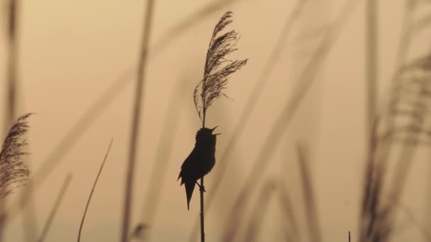 Warbler Savi Ego Śpiewający Ptak Reed Locustella Luscynioidy — Wideo stockowe