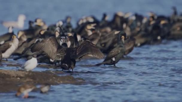 Grandes Cormoranes Phalacrocorax Carbo Sentado Agua Azul Primavera Cámara Lenta — Vídeos de Stock