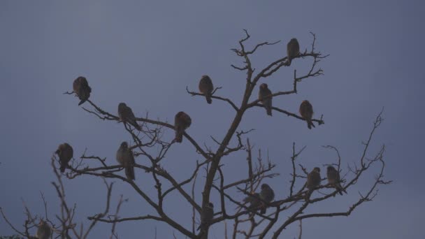 Elang Berkaki Merah Falco Vespertinus Atas Pohon — Stok Video