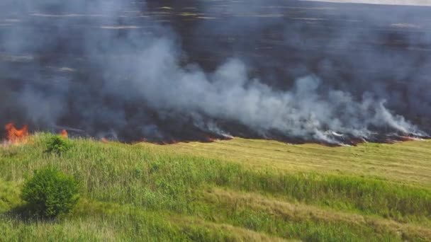 Ogień Świeżym Powietrzu Rozprzestrzeniający Się Polu Rolniczym Gęstym Dymem Powyżej — Wideo stockowe