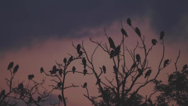 Jestřábi Červenonohí Falco Vespertinus Vrcholku Stromu Při Západu Slunce — Stock video