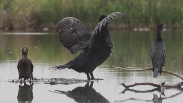Cormoran Phalacrocorax Carbo Séchant Ses Ailes — Video