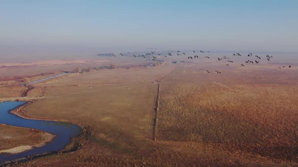 Γερανοί Που Πετούν Πτήση Σχηματισμού Μεταναστευτικό Πουλί Grus Grus Αεροφωτογραφία — Αρχείο Βίντεο