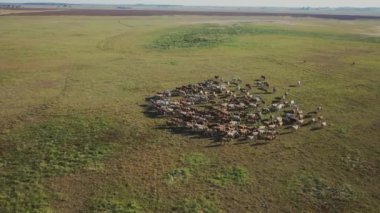 Herd Of Cattle Grazing, Aerial view, Hortobagy National Park, Hungary