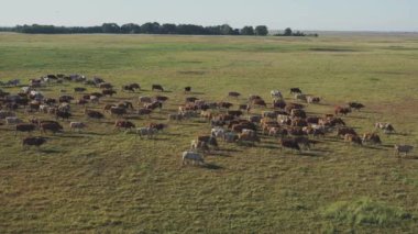 Macaristan, Ulusal Park 'ta Kahverengi ve Beyaz İneklerin Hava Görüntüsü