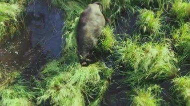 Su bufalosu, Bubalus bubalis, uzun otların arasında yürümek ve beslenmek.