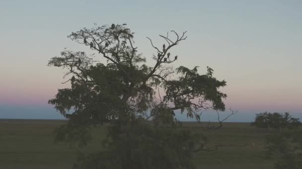 Falco Vespertinus 나무에 하늘을 — 비디오
