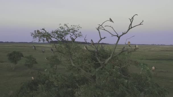 Mężczyzna Sokół Rudy Falco Vespertinus Zbierający Się Drzewie Widok Lotu — Wideo stockowe