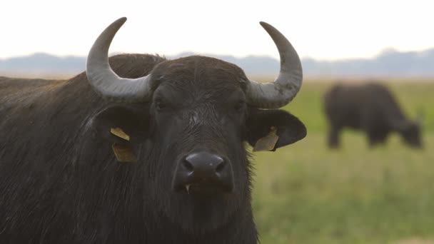 Buffalo Água Bubalus Bubalis Imagens Close Câmera Lenta — Vídeo de Stock