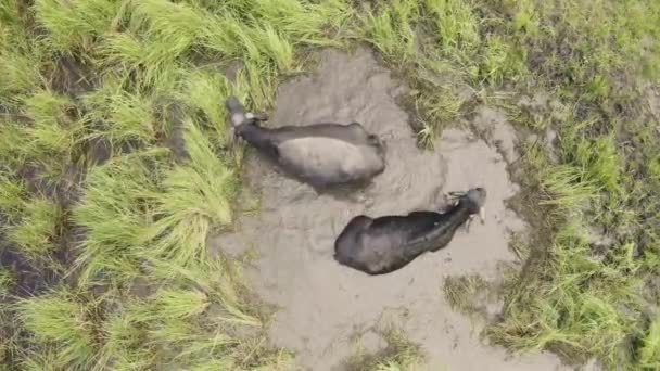 Water Buffalo Bubalus Bubalis Bathing Muddy Pond Wetland Aerial View — Stock Video