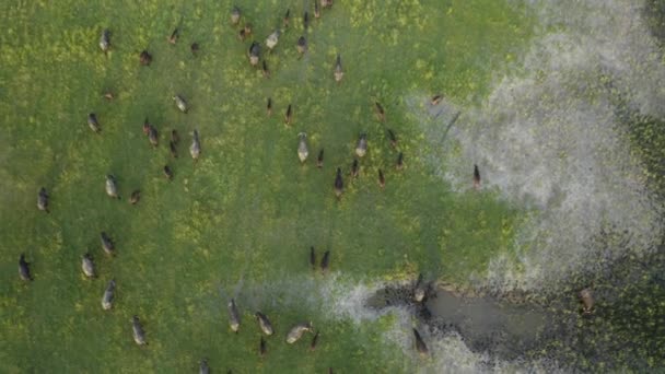 Bubalus Bubalis Sürüsü Uzun Çayırlarda Sulak Alanlarda Buzağılarla Yürüyor Otluyor — Stok video