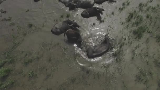 Aerial View Horda Water Buffalo Bubalus Bubalis Folyóban Magyarország — Stock videók