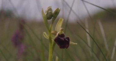 Erken Örümcek Orkidesi - Ophrys Sphegodes