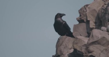 Kuzgun - Corvus Corax, Yaklaş