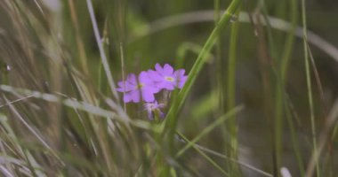 Primula Farinosa Orman Bahçesinde