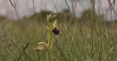 Erken Örümcek Orkidesi - Ophrys Sphegodes