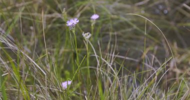 Primula Farinosa Bahçede