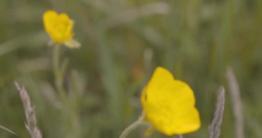 Çimene Sarı Düğünçiçeğinin Kapanışı, Ranunculus İllyricus