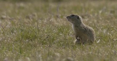 Avrupa Yer Sincabı, Spermophilus Citellus