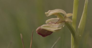 Avrupa Yer Sincabı, Spermophilus Citellus