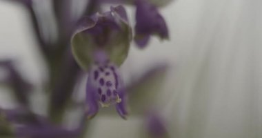 Mor Anacamptis Morio Çiçek 4K Yakın plan Video