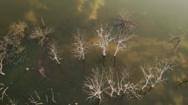 Büyük Karabatak Phalacrocorax Carbo Large, Macaristan, Orta Avrupa Sürüsü