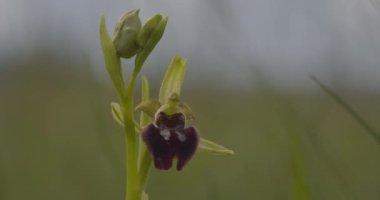 Erken Örümcek Orkidesi - Ophrys Sphegodes