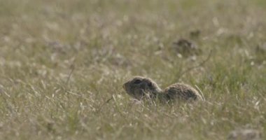 Avrupa Zemin Sincap Spermophilus Citellus