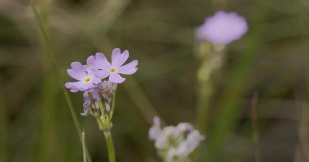 Primula Farinosa Jardín Forestal Verano — Vídeos de Stock