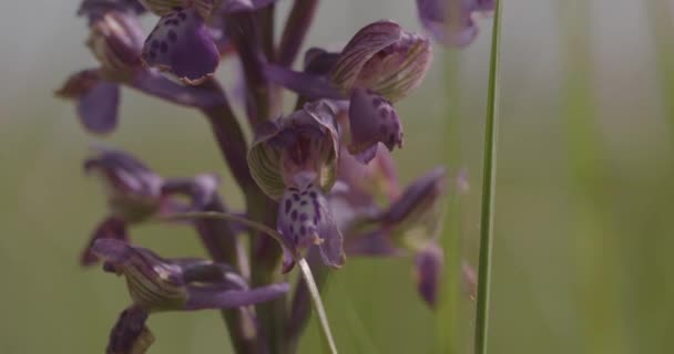 Purple Anacamptis Morio Flower Close Video — Vídeo de stock