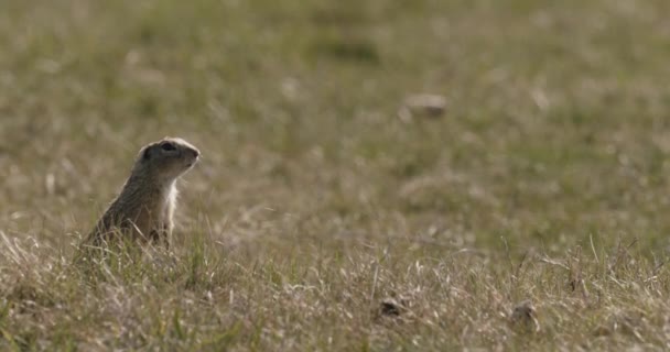 自然の生息地でかわいい野生のヨーロッパの地上リス — ストック動画