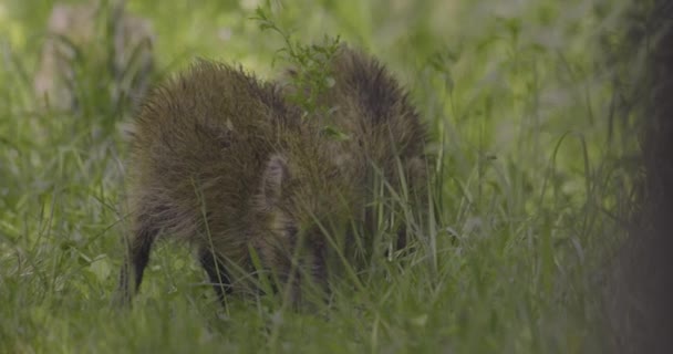 Young Wild Boar Sus Scorfa Forest Slow Motion Image — 비디오
