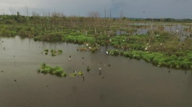 Büyük Beyaz Akbalıkçıllı Egretta Alba Yaz Gölünde