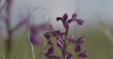 Yeşil Kanatlı Orkide Doğal Çevrede Anacamptis Morio, Mor