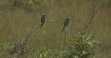 Avrupa Arı Yiyen - Daldaki Merops Apiaster
