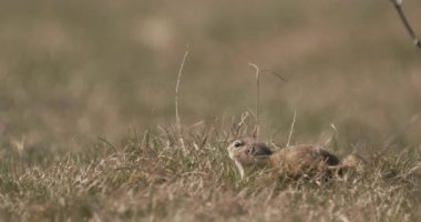 Avrupa Yer Sincabı, Spermophilus Citellus