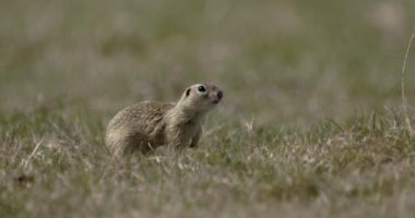 Avrupa Yer Sincabı, Spermophilus Citellus