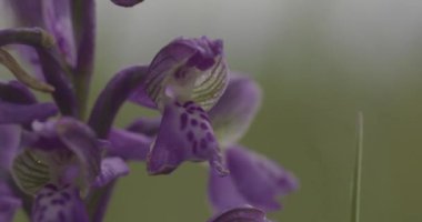 Mor Anacamptis Morio Çiçek 4K Yakın plan Video