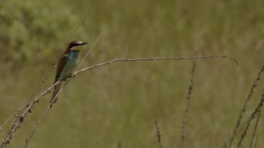 Avrupa Arı Yiyen - Dalda Uçan Merops Apiaster. Yavaş Hareket ResmiName